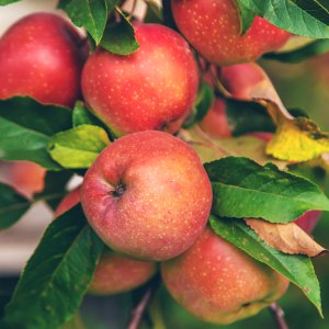 Jabloň domáca (Malus domestica) ´RED BOSKOOP´- zimná, výška 140-160 cm, voľnokorenná